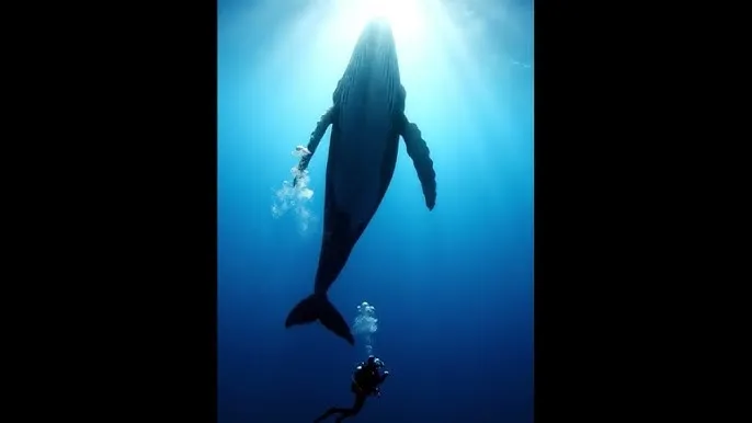 周星驰等了谁一辈子 - 深蓝星球：探索海洋深处的未知世界